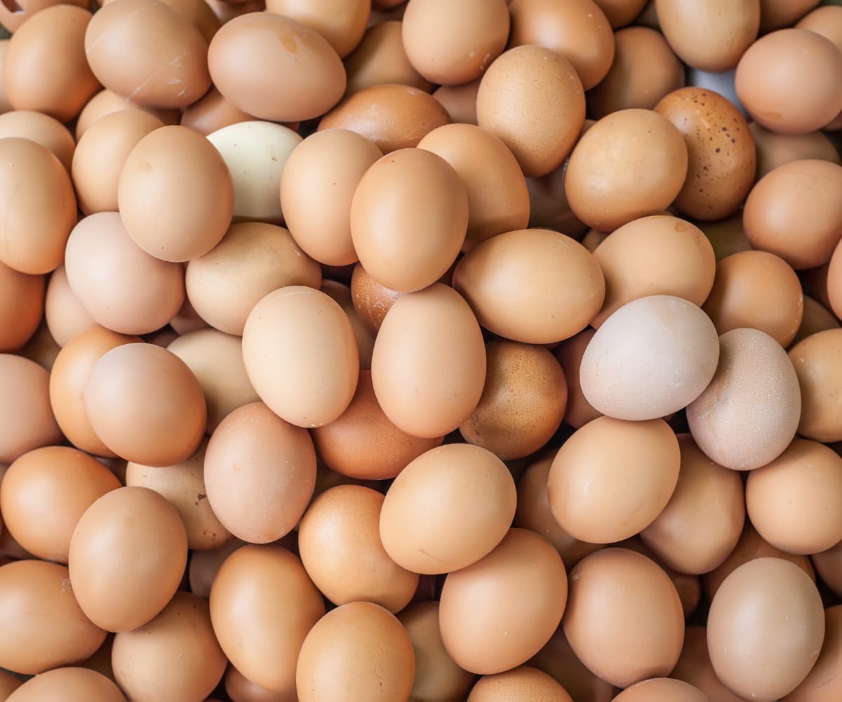 Types of Eggs Conventional to CageFree to Organic Egg Production